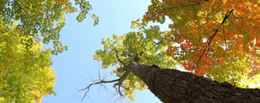 2014 10 life of pix free stock photos trees autumn leaves sky leeroy