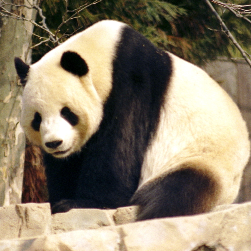 Giant panda 2004 03 2